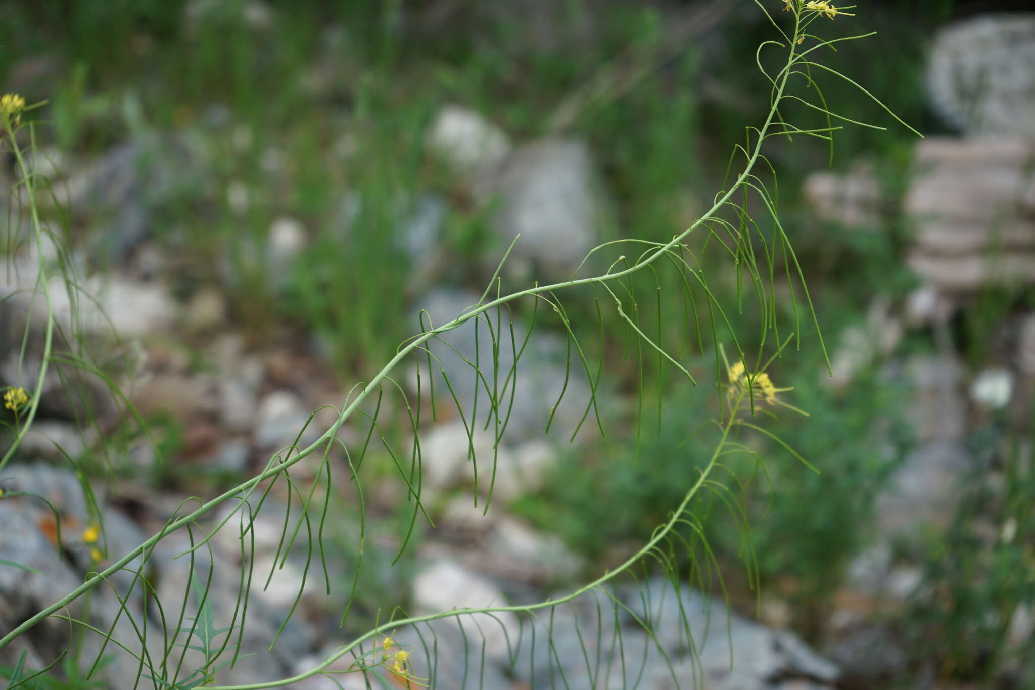 Plancia ëd Sisymbrium heteromallum C. A. Mey.