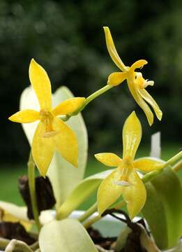 Imagem de Phalaenopsis cornu-cervi (Breda) Blume & Rchb. fil.