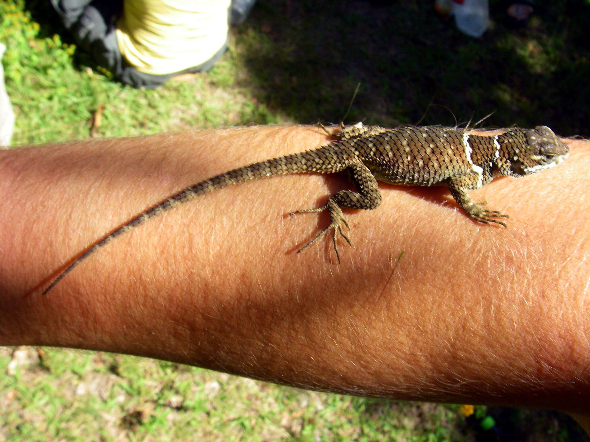 Image de Sceloporus aureolus Smith 1942