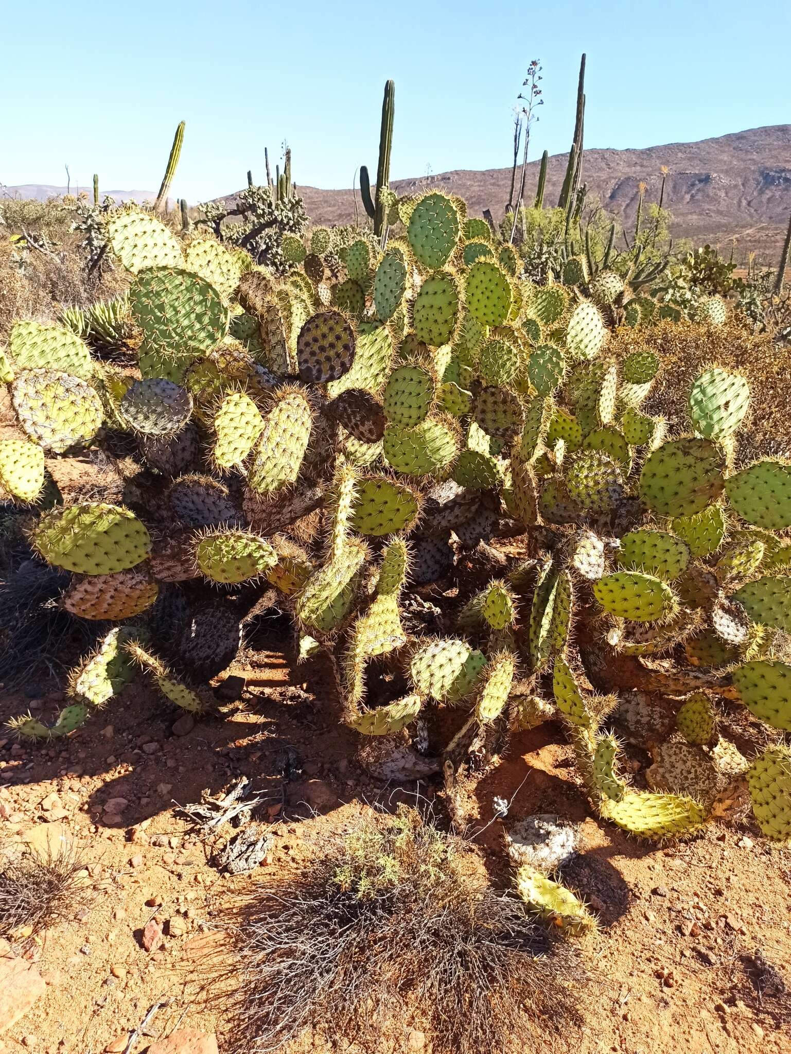 Sivun Opuntia clarkiorum kuva