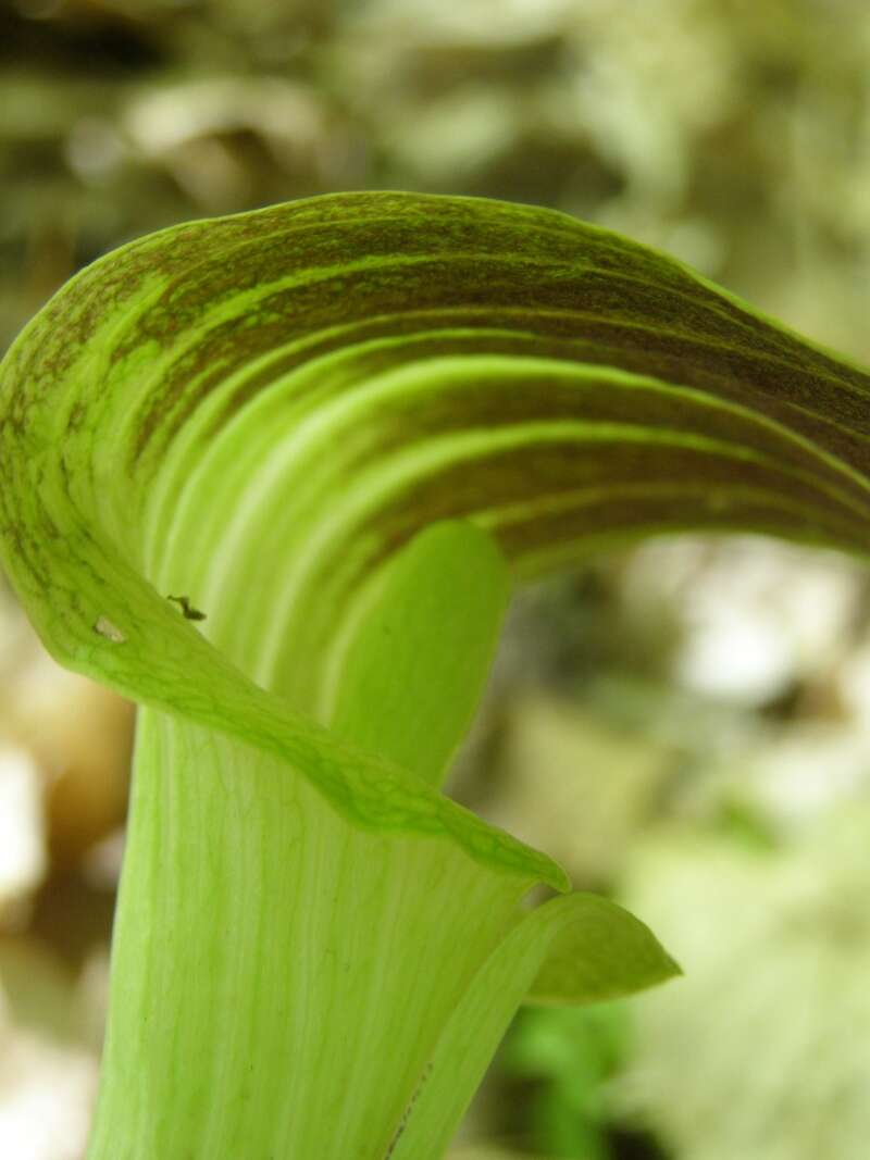 Слика од Arisaema triphyllum (L.) Schott