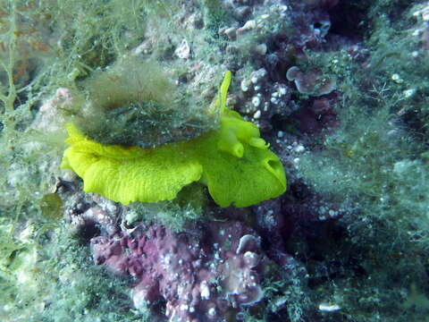 Image of yellow tylodina