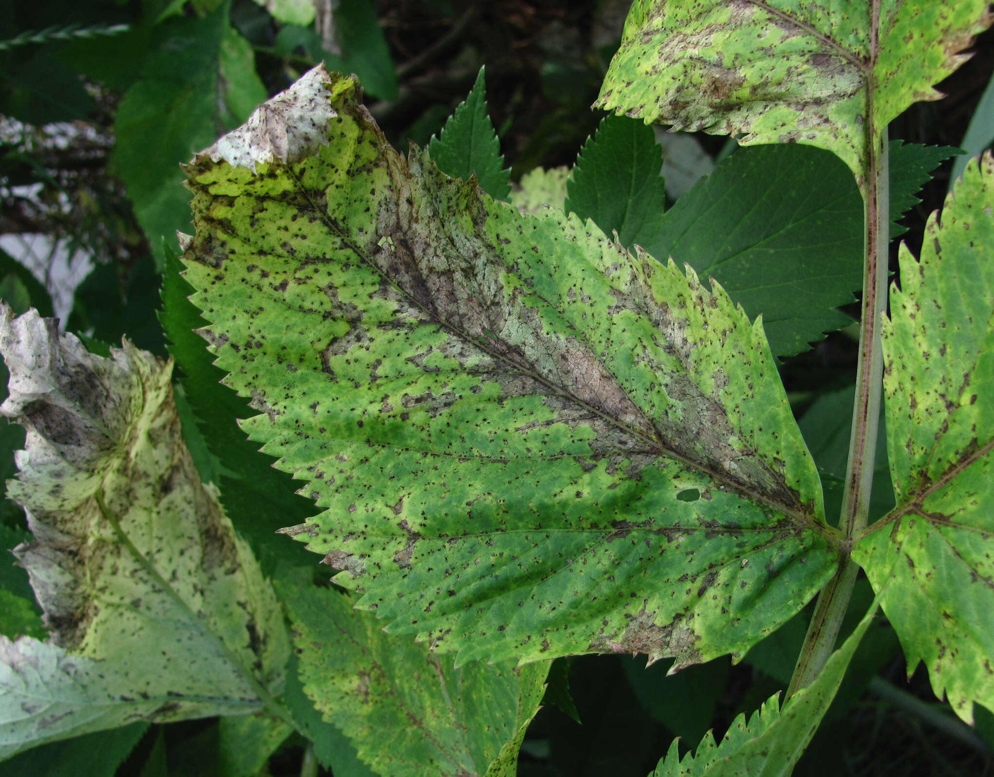 Image de Puccinia angelicae (Schumach.) Fuckel 1870