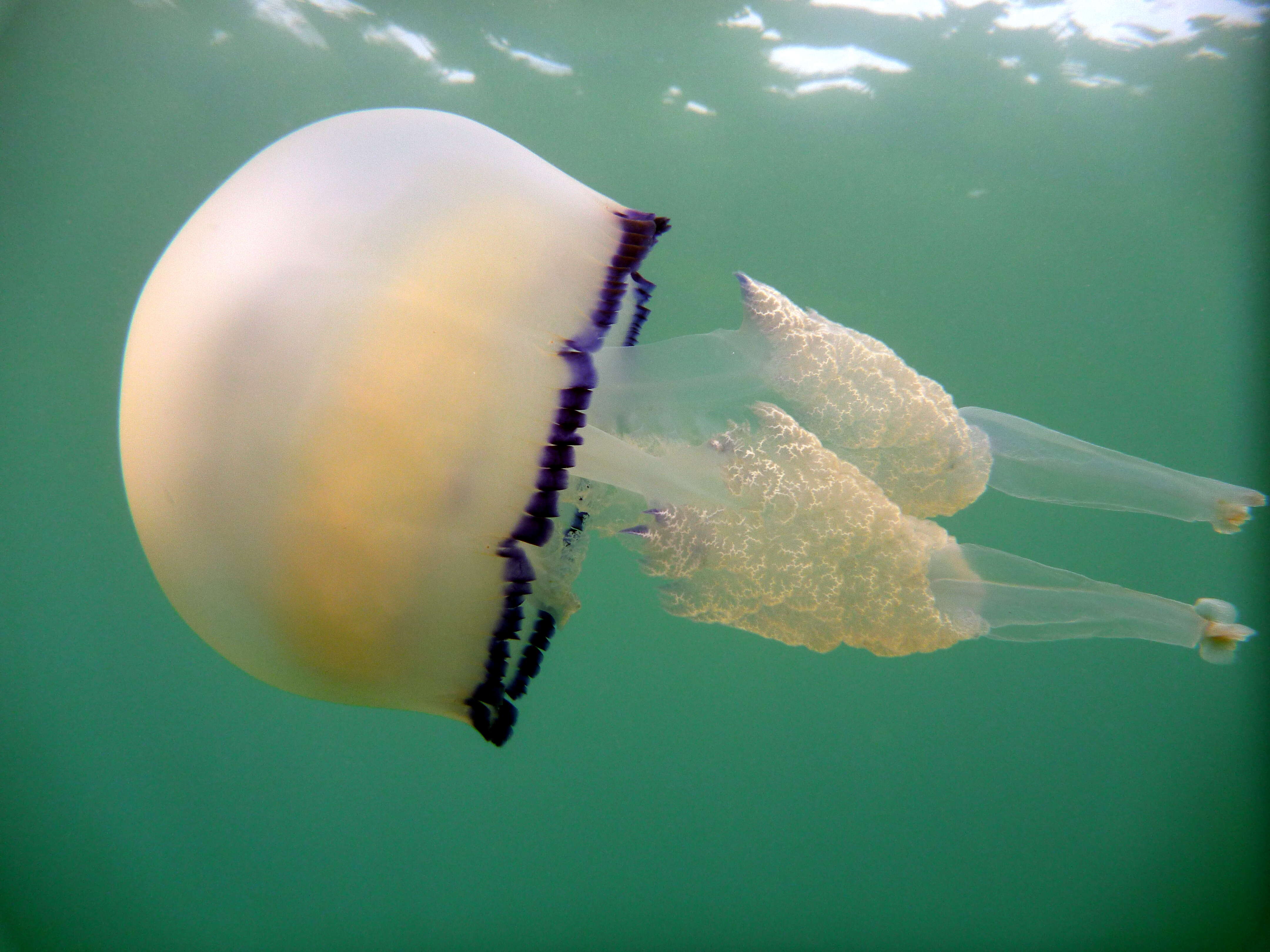 Image of barrel jellyfish