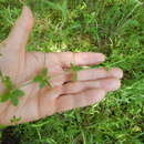 Image of Hairy bedstraw