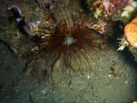 Image of Mediterranean cerianthid