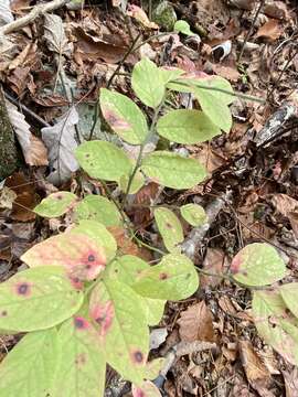 Image de Vaccinium hirsutum Buckl.