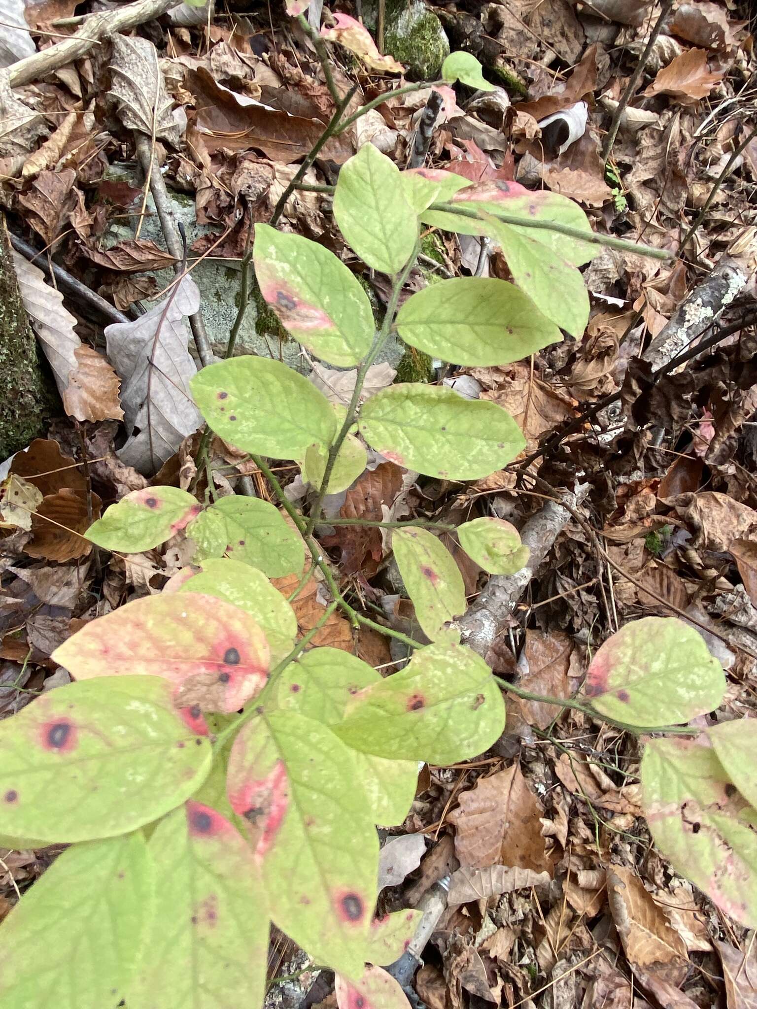 Sivun Vaccinium hirsutum Buckl. kuva