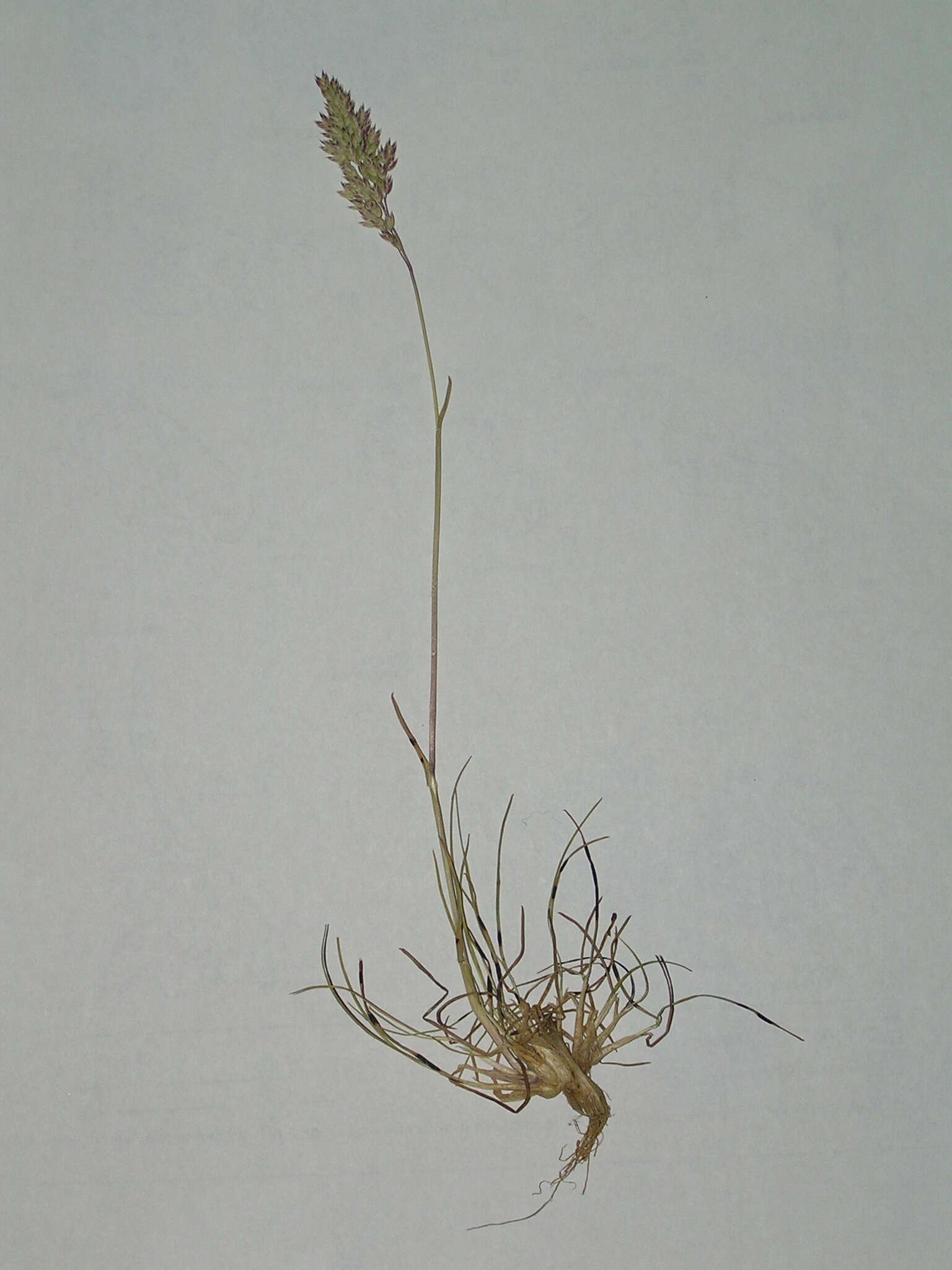 Imagem de Poa bulbosa L.