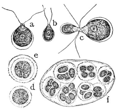 Image of Chlamydomonas
