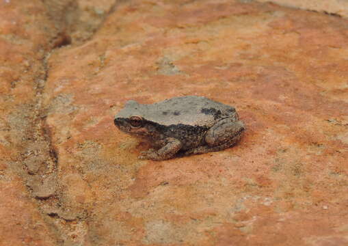 Image of Desert Tree Frog