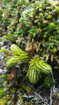 Image of Miyoshi's clubmoss