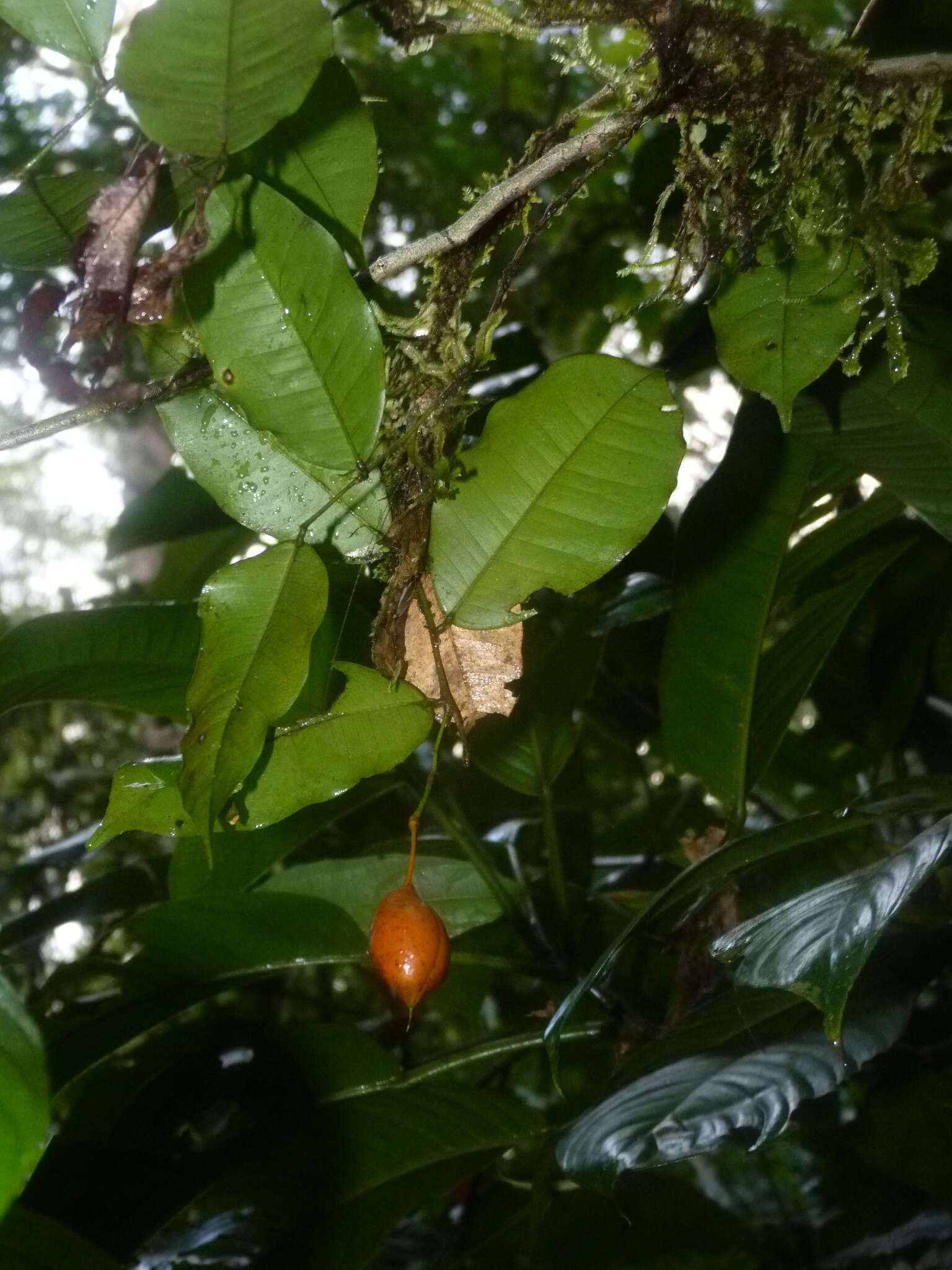 Image of <i>Swartzia costaricensis</i>