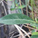 Image of Psychotria daphnoides A. Cunn. ex Hook.