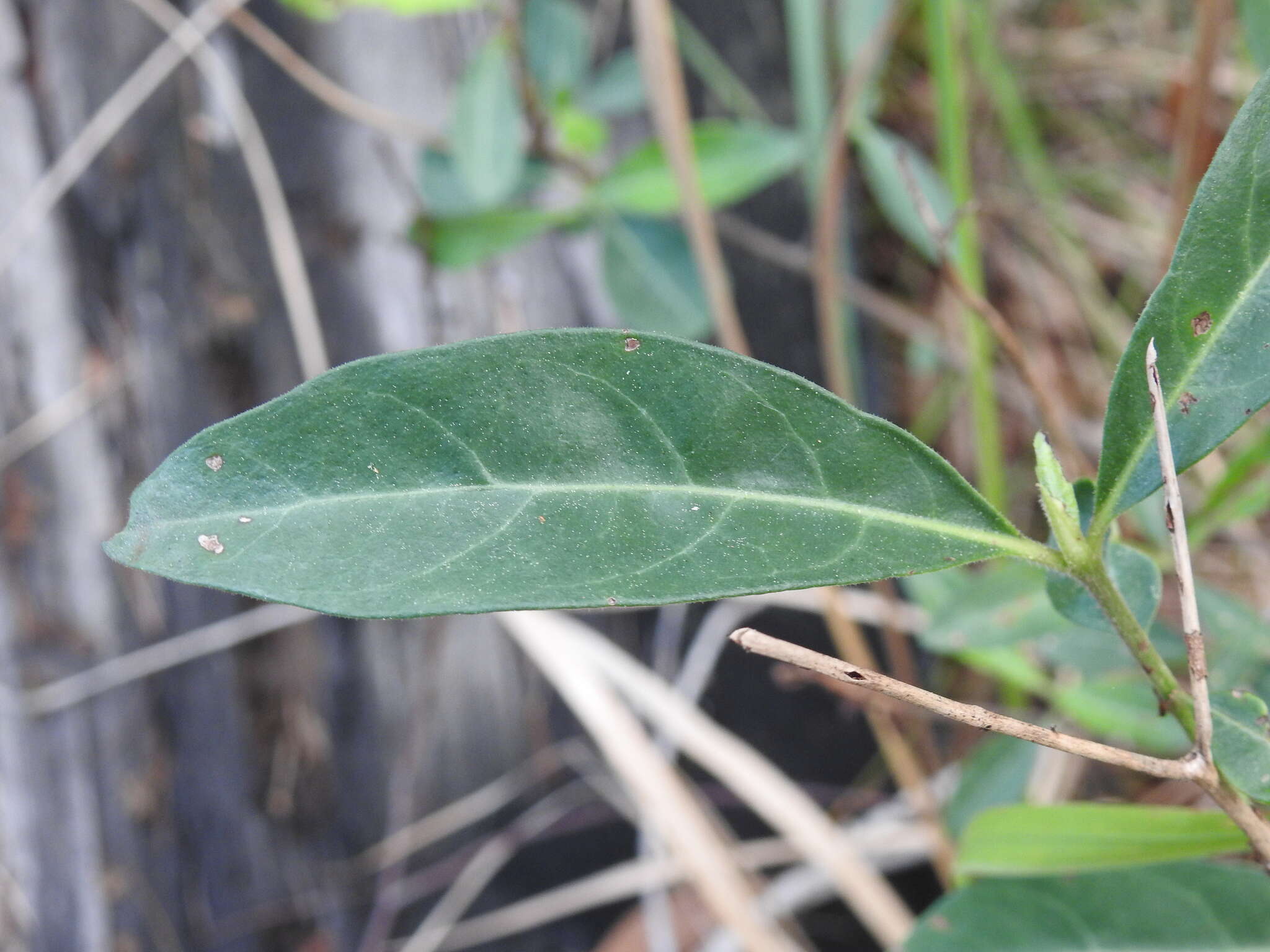 Plancia ëd Psychotria daphnoides A. Cunn. ex Hook.