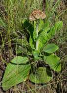 Image of Helichrysum krookii Moeser