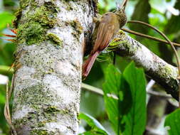 Imagem de Xiphorhynchus triangularis (Lafresnaye 1842)