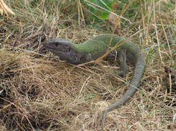 Image of Lacerta agilis boemica Suchow 1929