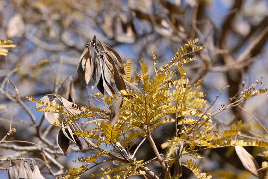 Image of African weeping-wattle