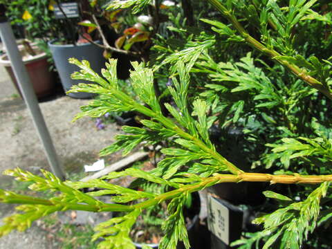 Image of Chinese Incense-cedar