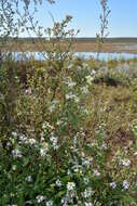 Plancia ëd Symphyotrichum lanceolatum var. latifolium (Semple & Chmiel.) G. L. Nesom