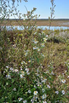 Image of Symphyotrichum lanceolatum var. latifolium (Semple & Chmiel.) G. L. Nesom