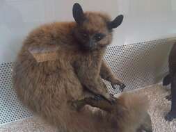 Image of Brown Greater Galago