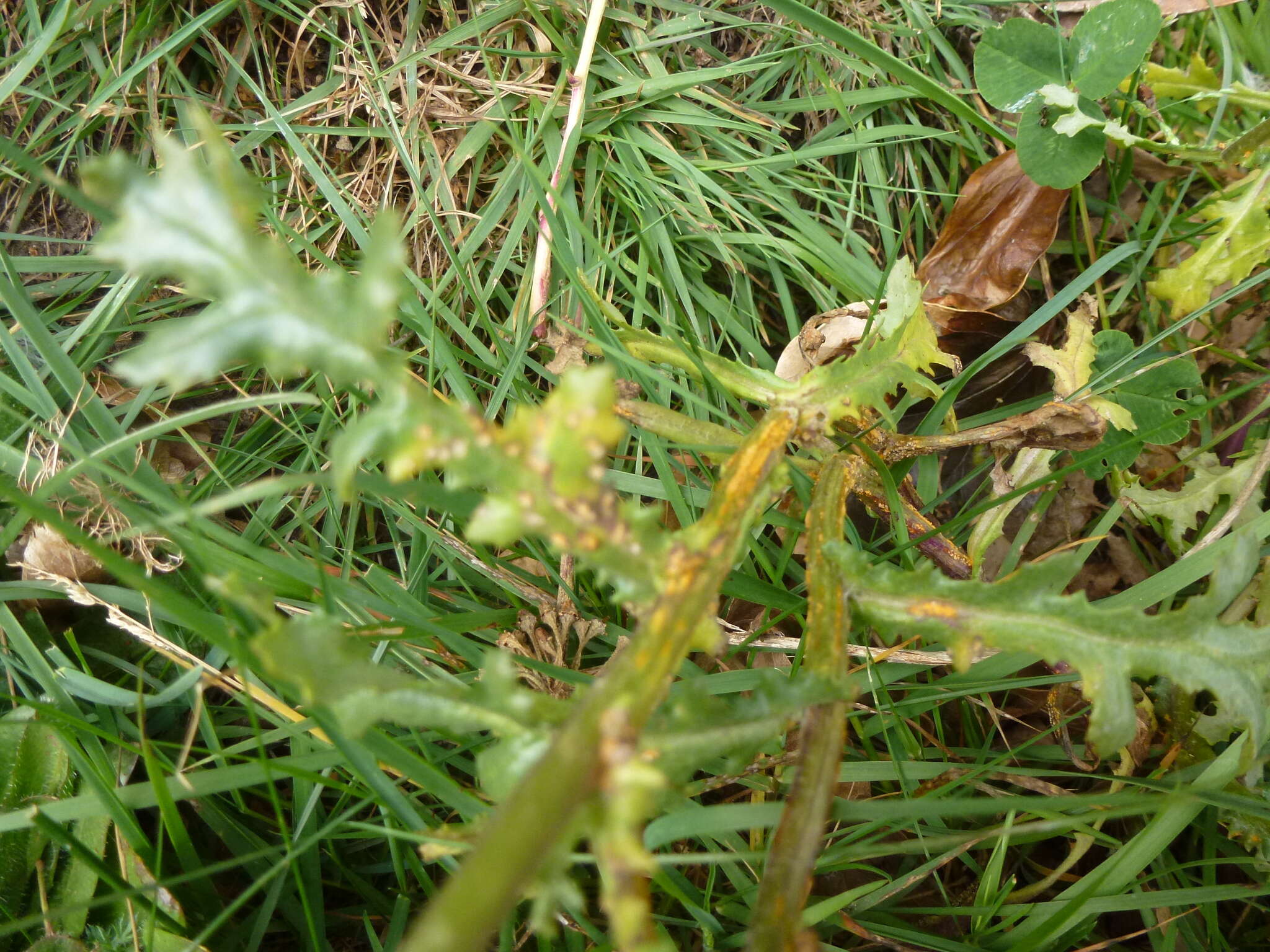 Image of Puccinia lagenophorae Cooke 1884