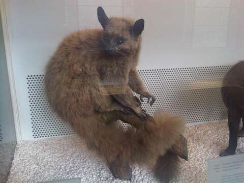 Image of Brown Greater Galago