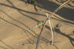 Image of Long Skimmer