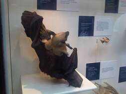 Image of pipistrelle, common pipistrelle