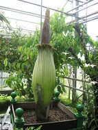 Amorphophallus titanum (Becc.) Becc. resmi