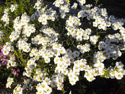 Sivun Achillea ageratifolia (Sibth. & Sm.) Boiss. kuva