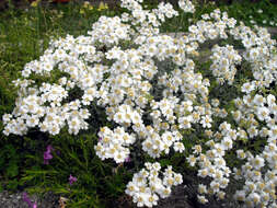 Слика од Achillea ageratifolia (Sibth. & Sm.) Boiss.