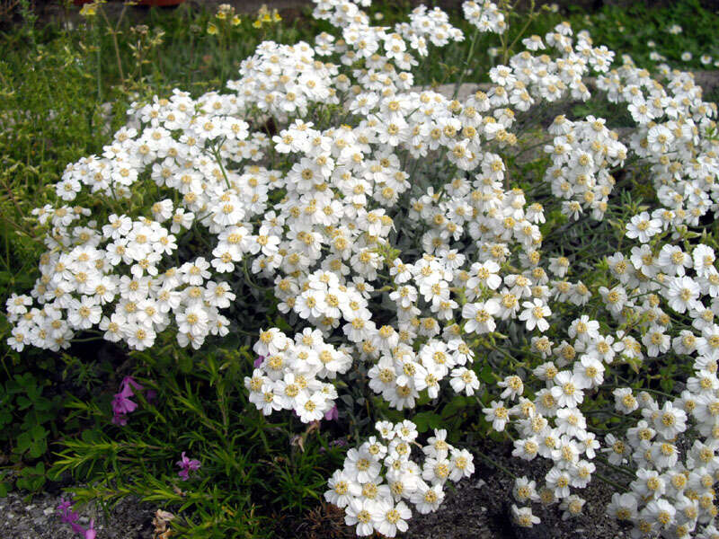 Image of yarrow