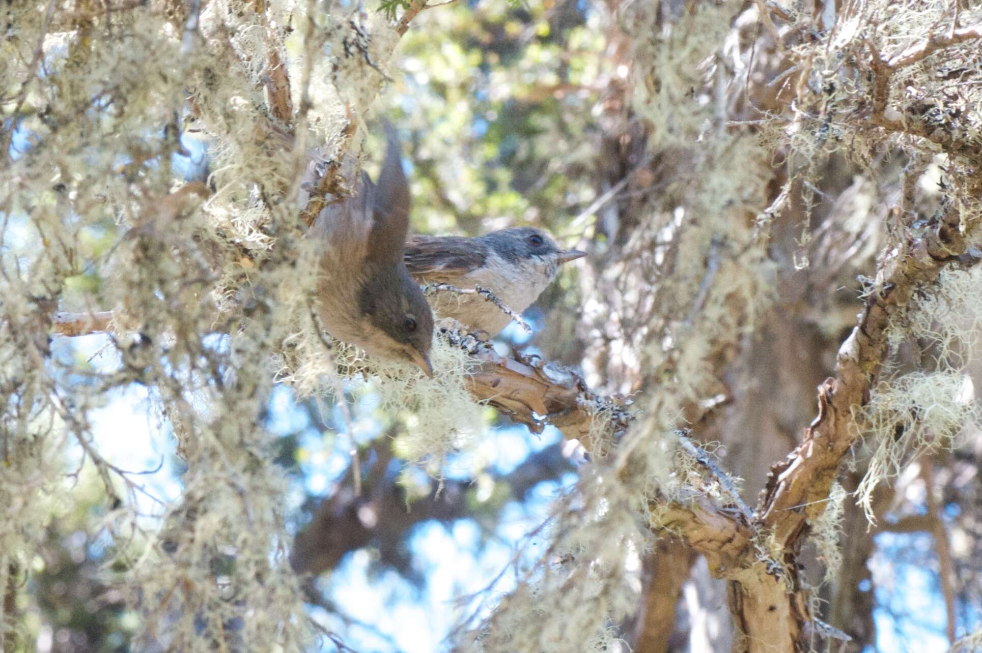 Image of Brown Creeper