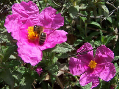 Imagem de Cistus albidus L.