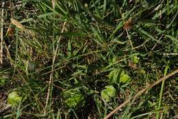 Image of Marsh Pennywort