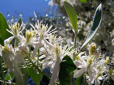 Image of fragrant clematis