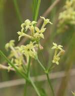 Image of Asperula aristata L. fil.