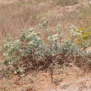 Eriogonum leptocladon var. ramosissimum (Eastwood) Reveal resmi