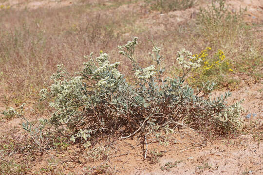 Image of sand buckwheat