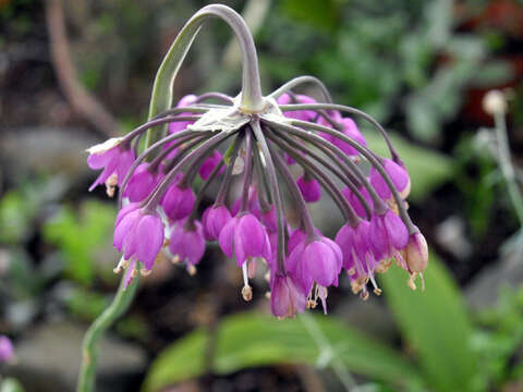 Image of Lady's leek