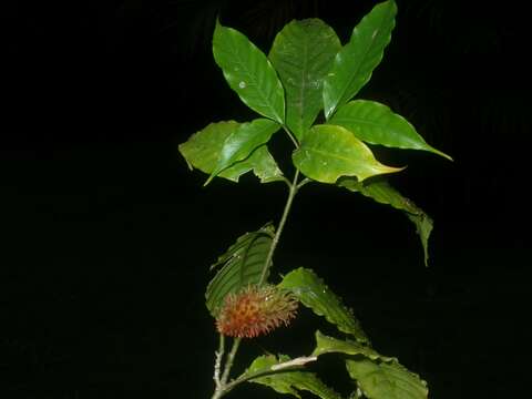 Plancia ëd Tabernaemontana heterophylla Vahl