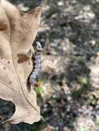 Image of Red-humped Oakworm