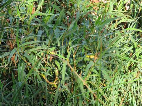 Image of Persicaria madagascariensis (Meisn.) S. Ortiz & J. A. R. Paiva