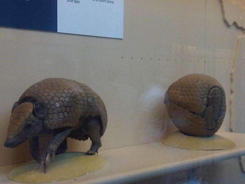 Image of Brazilian Three-banded Armadillo