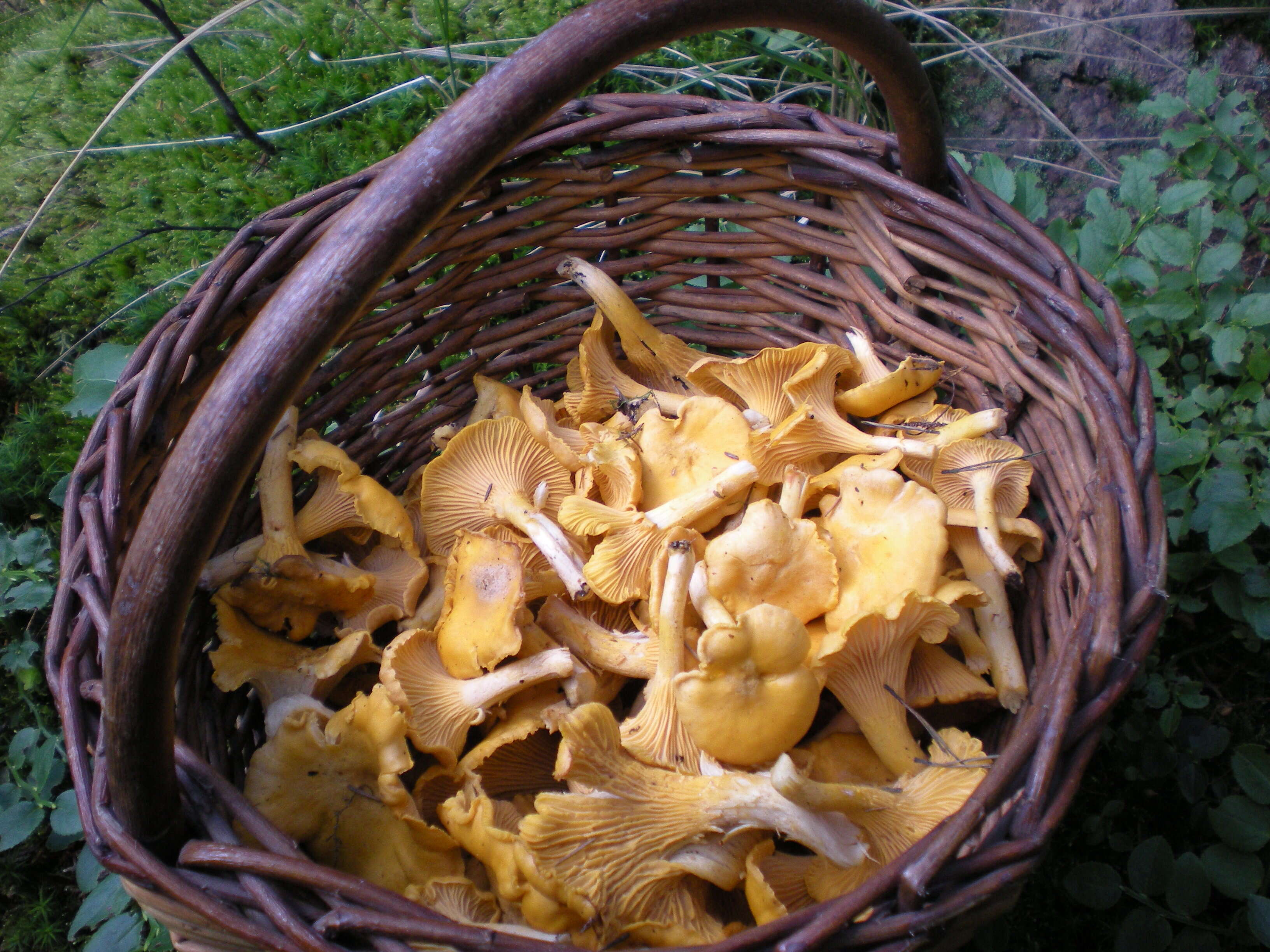 Image of Chanterelle