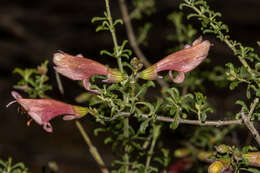 Image of Prostanthera grylloana F. Muell.