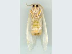 Image of Acyphas leptotypa Turner 1904